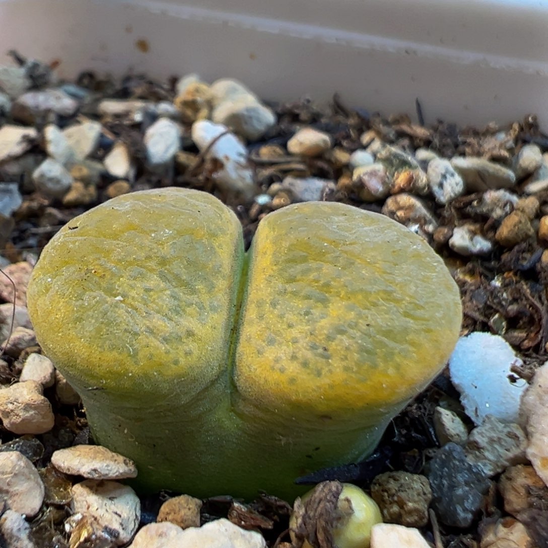 97多肉植物百科风铃