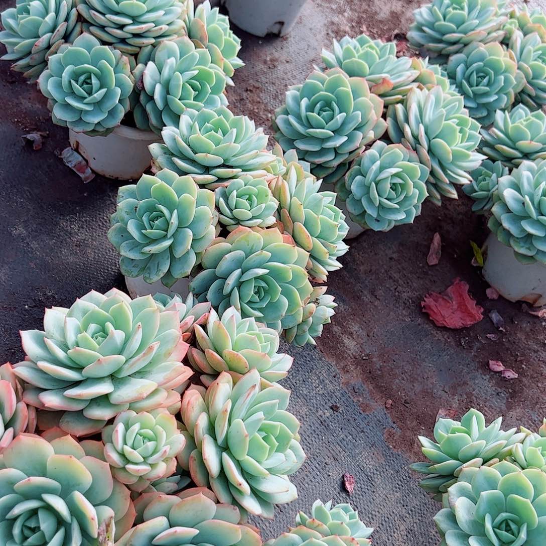 果冻恋曲多头群生老桩