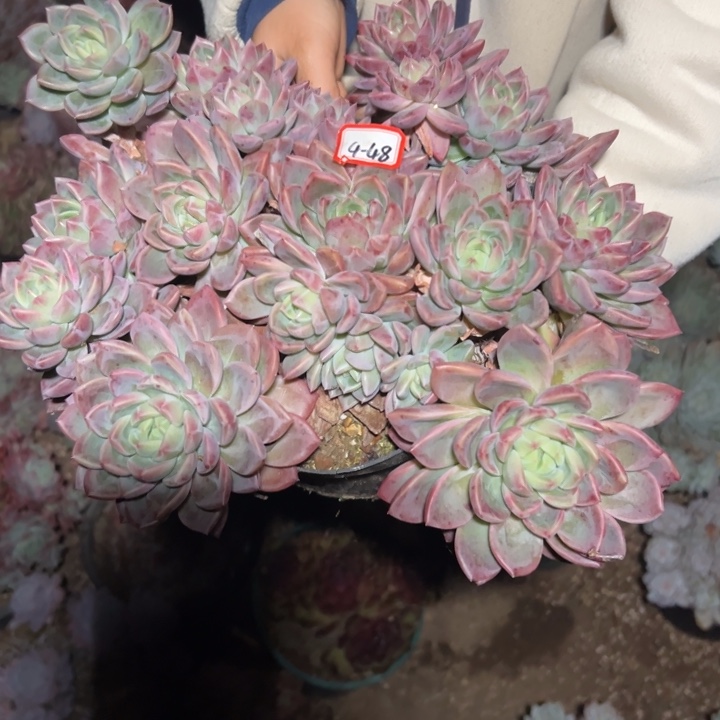 森***＊精品多肉植物老桩