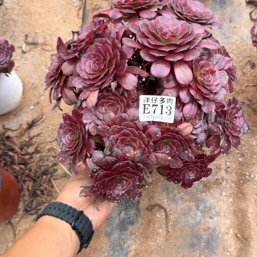 @***9美姬法师锦713号法师