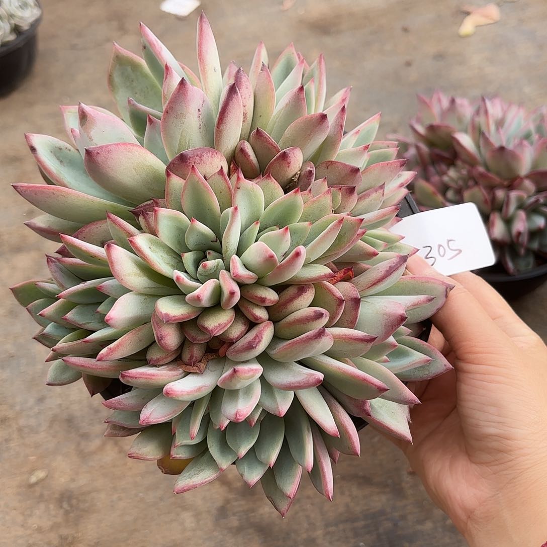 用****9同温层多肉拉糖缀305