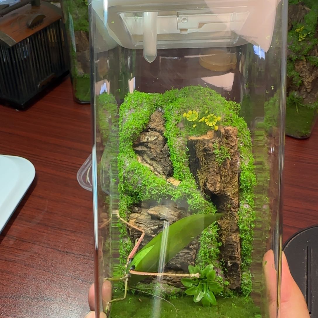 素背加生态盒一套