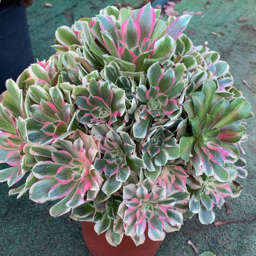 552男神精品法师老桩