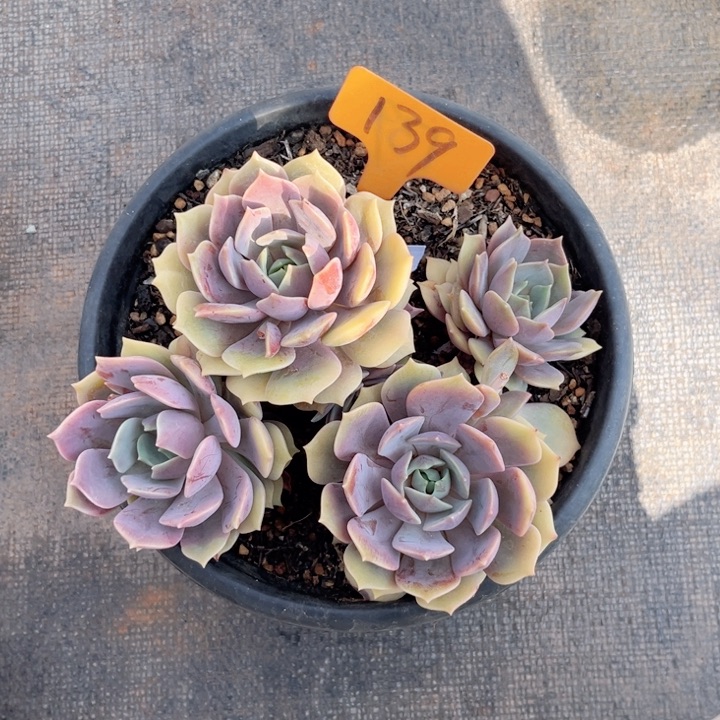 晨语多肉一物一拍139