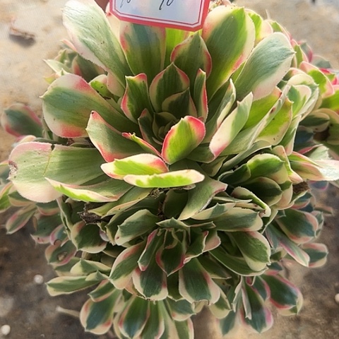 多肉植物女郎10号