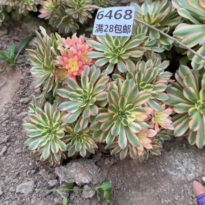 6468三号棚油画少女K