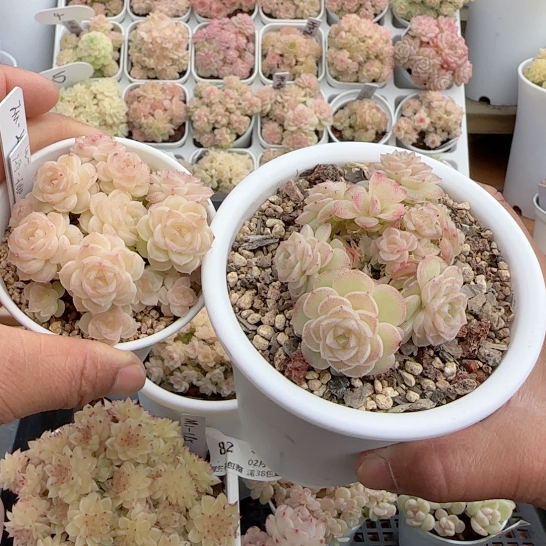 【闪购商品】0209-86（fm-28）