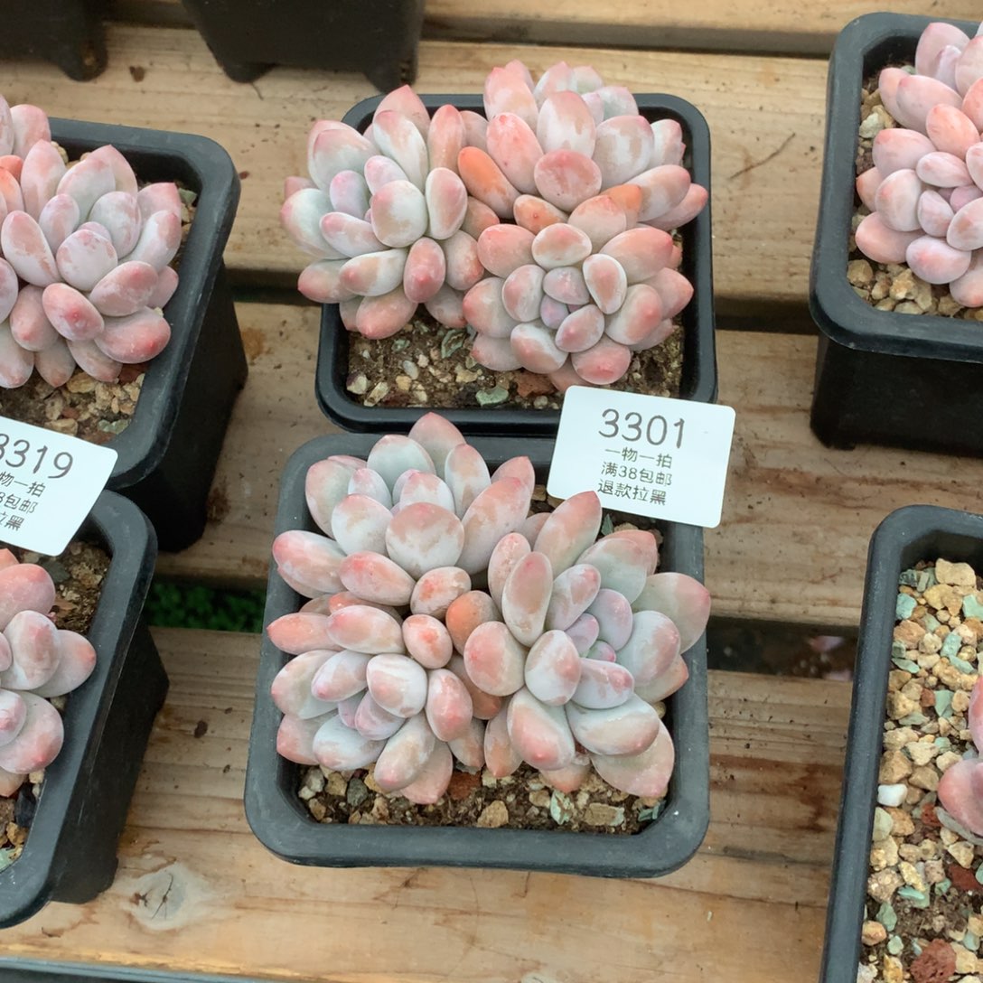 10厘米三头香水两颗3301