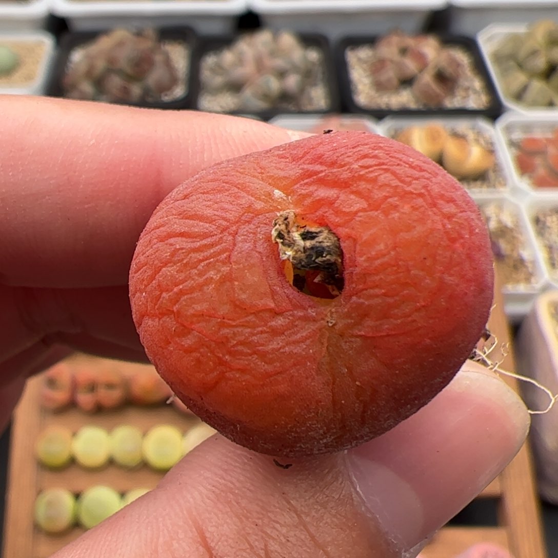 0260号水蜜桃 多肉植物