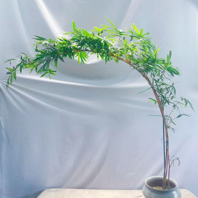 红观音竹绿观音竹高飘枝意境室内观赏绿植盆栽