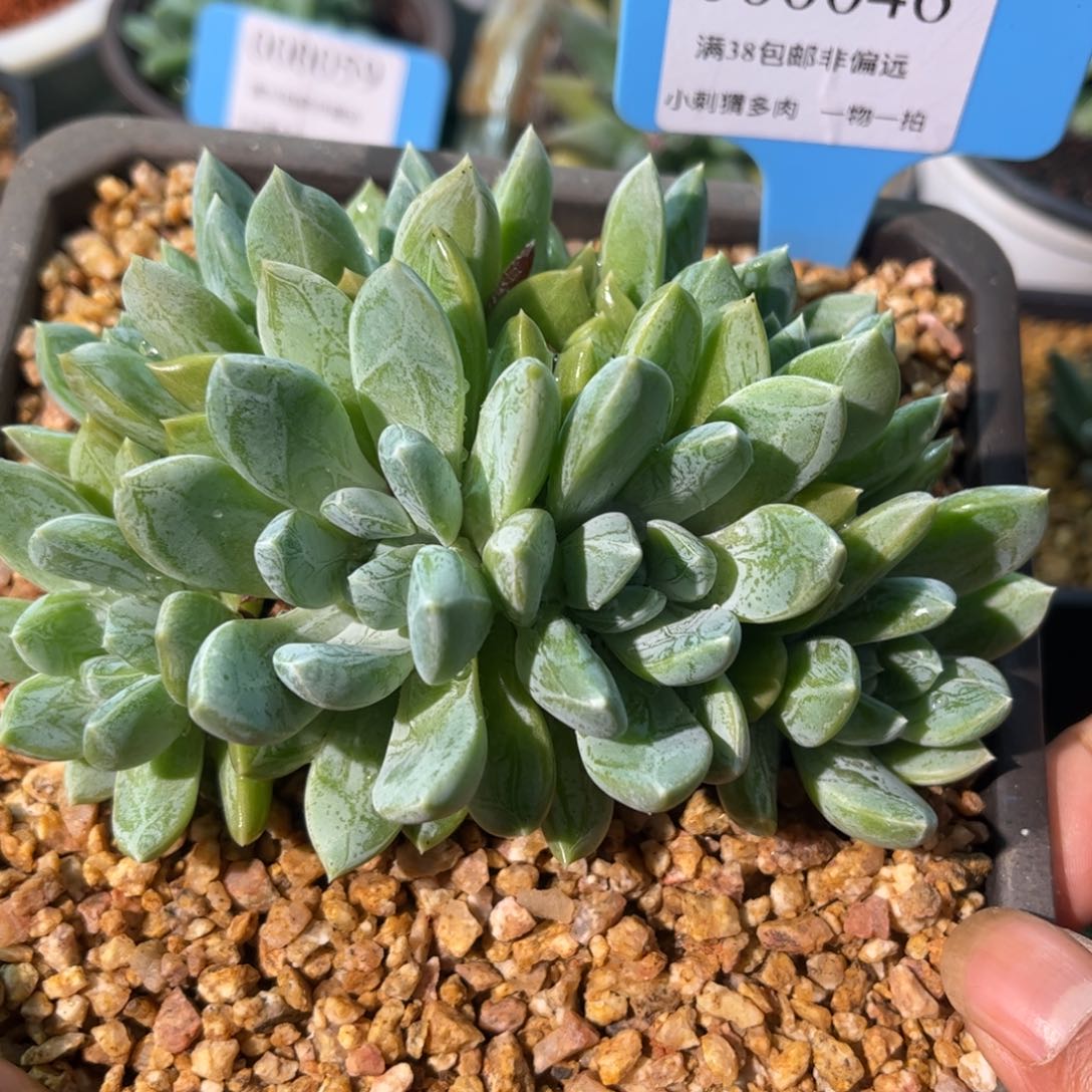 新品美人一物一拍46