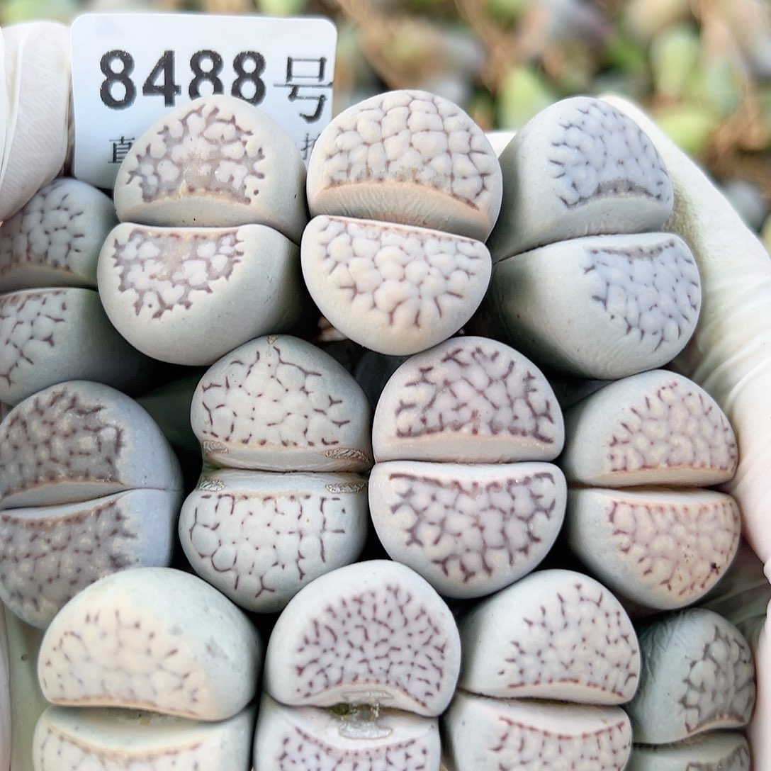 8488五年大理石12个2.5-3cm