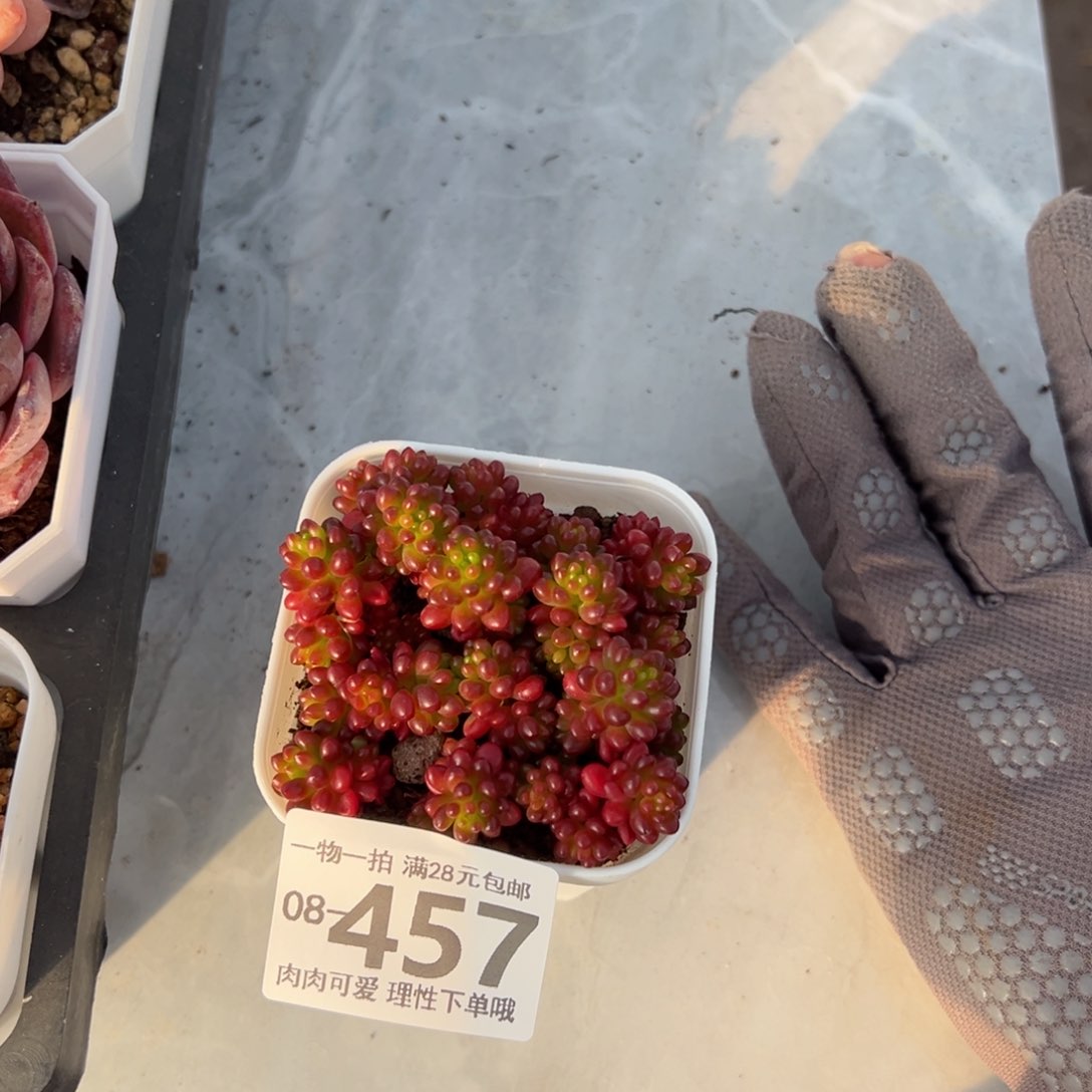 红浆果多肉多肉多肉