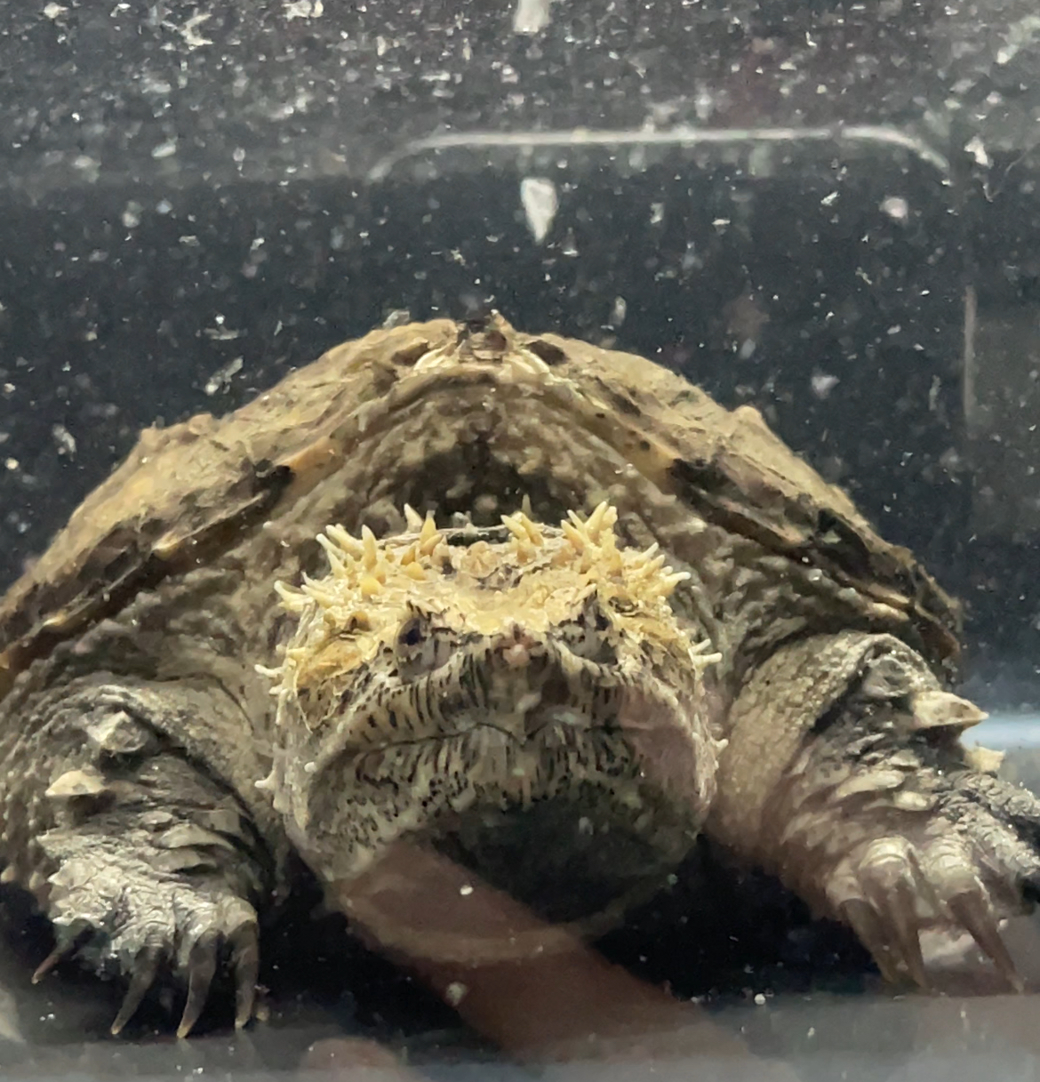 疯狂龟宠直播选龟人工养殖原种纯佛水族观赏宠物乌龟鳖活体幼龟苗