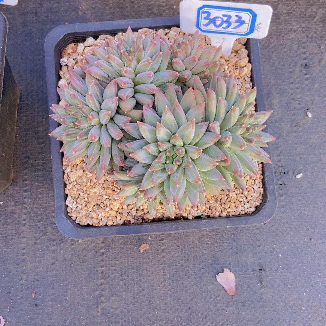 小***叶3033不知名美人一颗