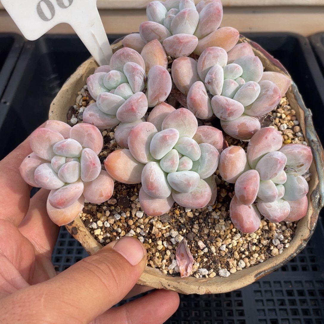 0636香水不带盆13厘米