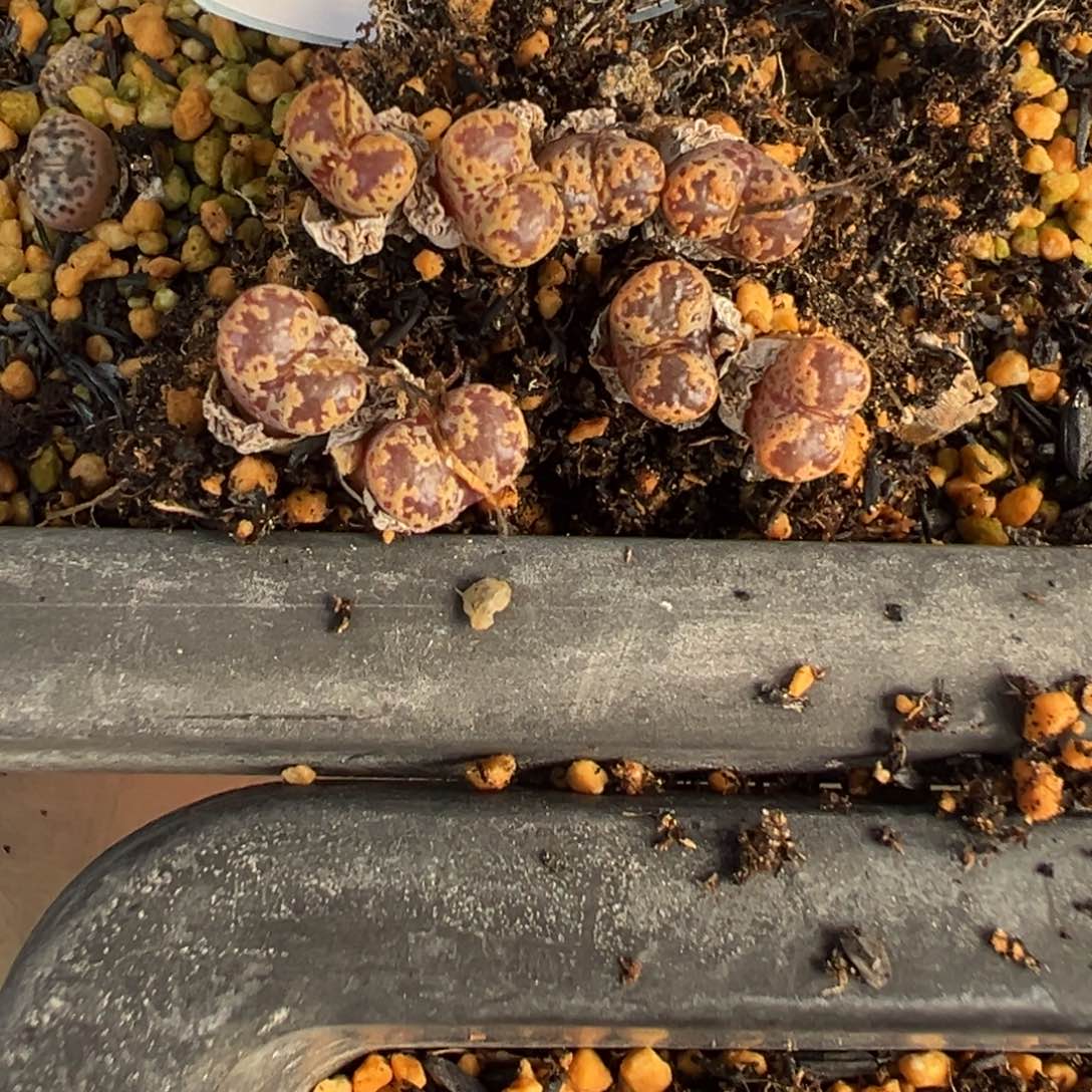 26-17量拍m002双头勋章一颗