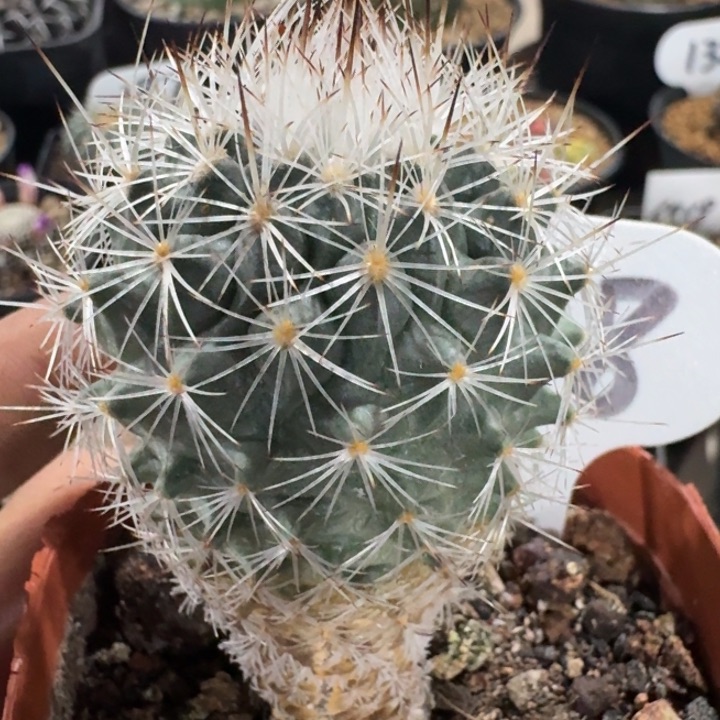 白狼玉实生仙人球