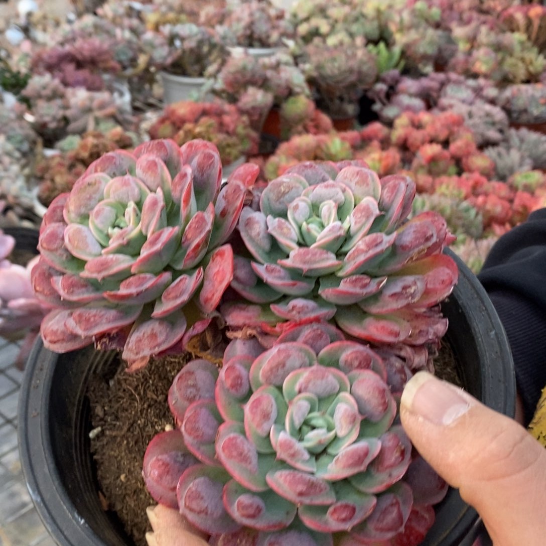 雨滴三头起发老桩大盆