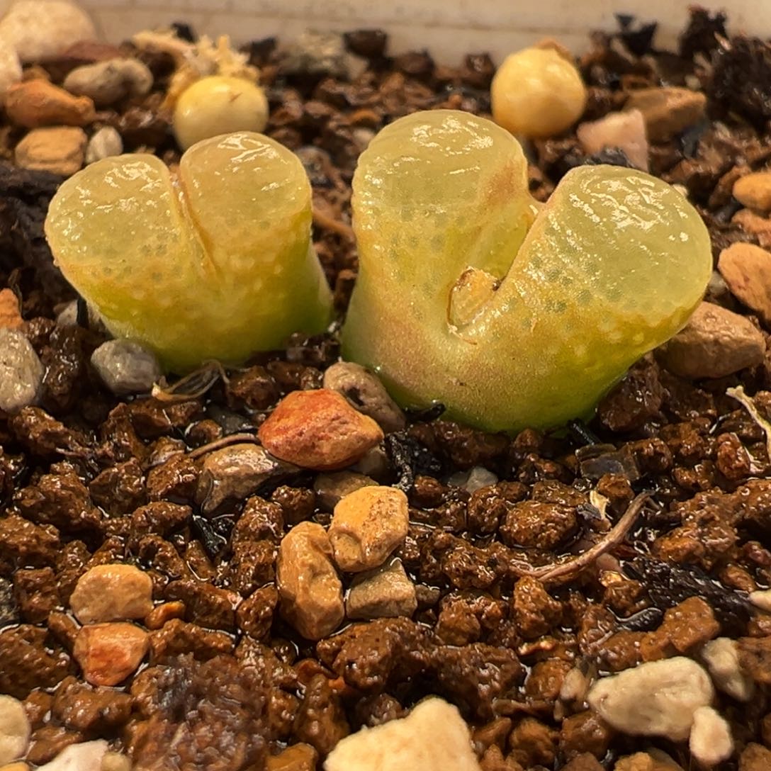 022多肉植物种类多样