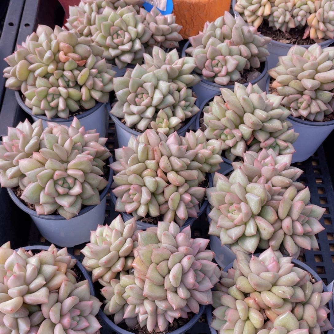 量拍41号 黄金象牙大群生一个