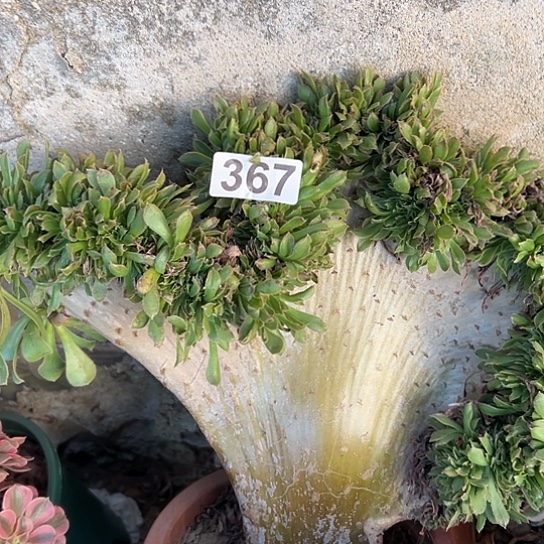 阳***阳多肉植物一个原始绿