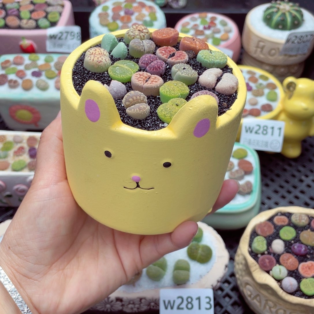 w2814 带盆土发货一物一拍