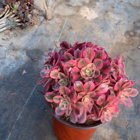 粉女巫多肉植物018