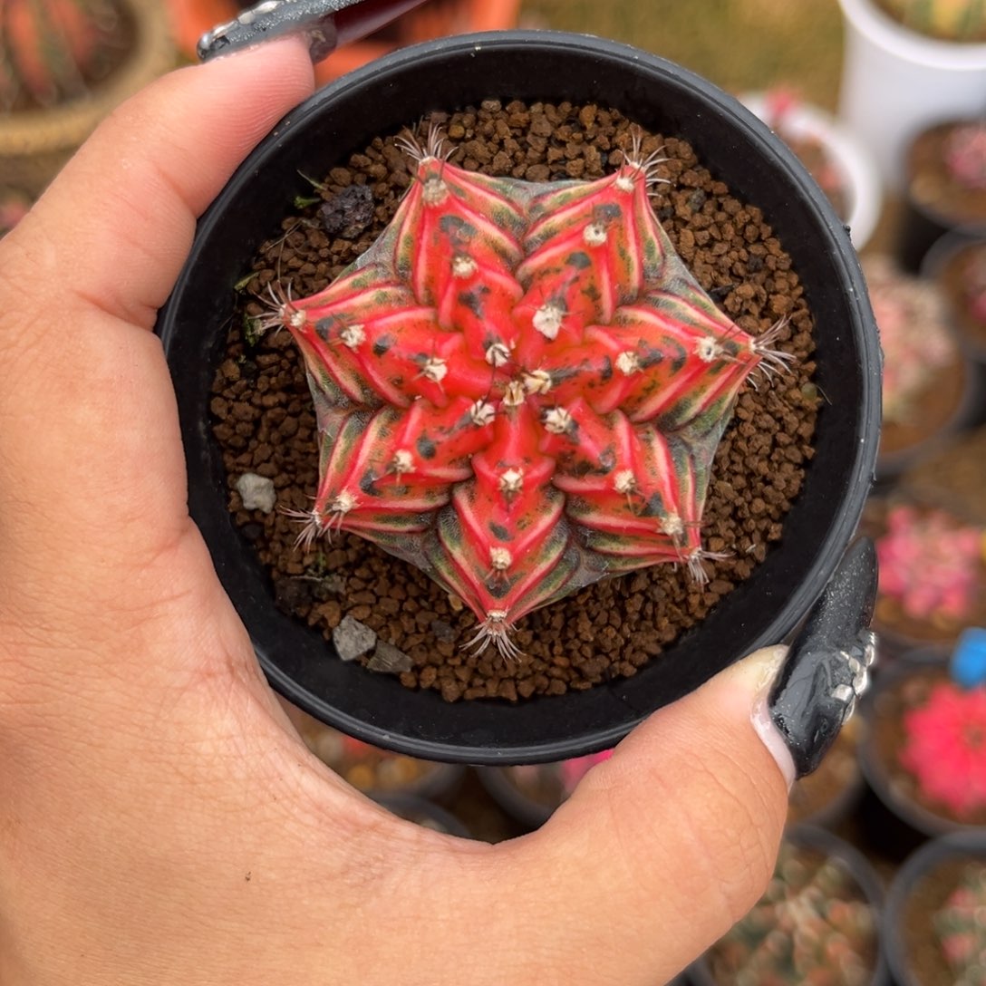 泰系测牙红虎斑 带盆土发货福利