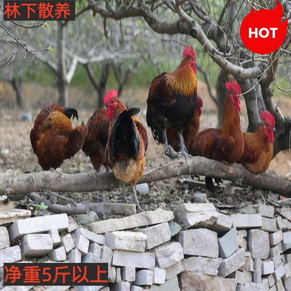 二毛林下散养大公鸡 农村散养纯粮土鸡  现称整鸡现杀次日发包邮