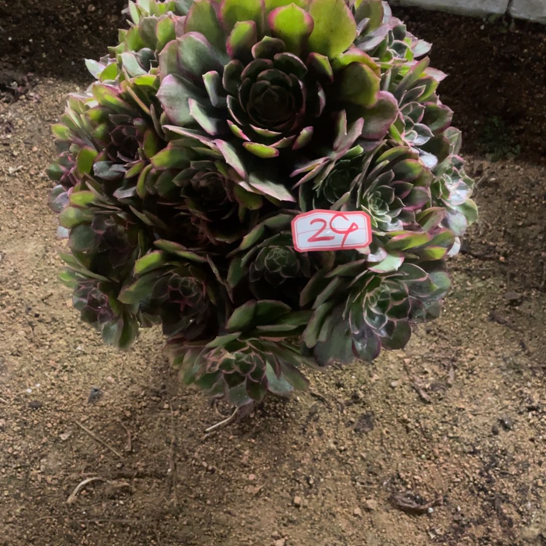 29号粉花妖法师多肉
