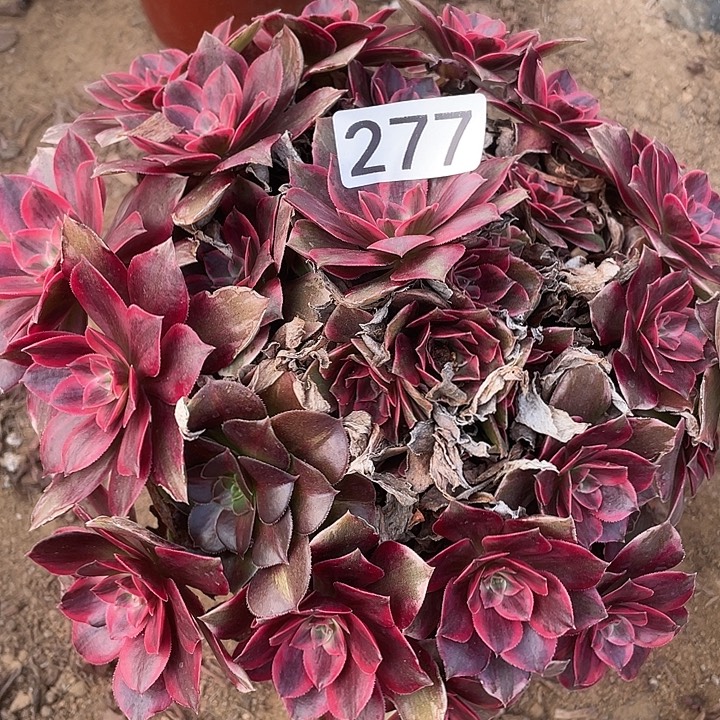 277浣纱多肉植物的