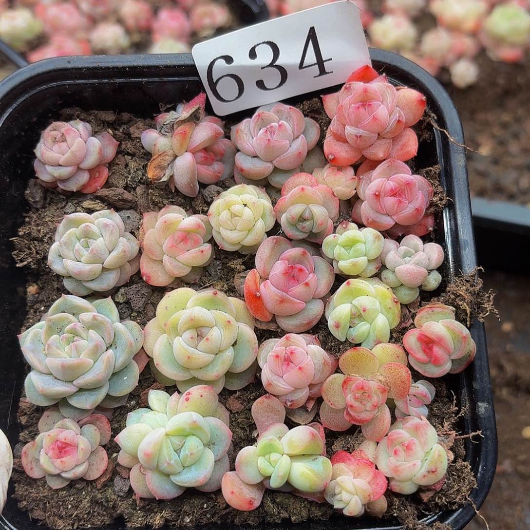 多肉植物多肉植物634