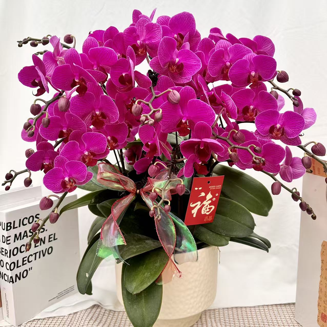 花世界蝴蝶蘭【如意】 爆花量紫红色系花花 皮实好养 花期超长