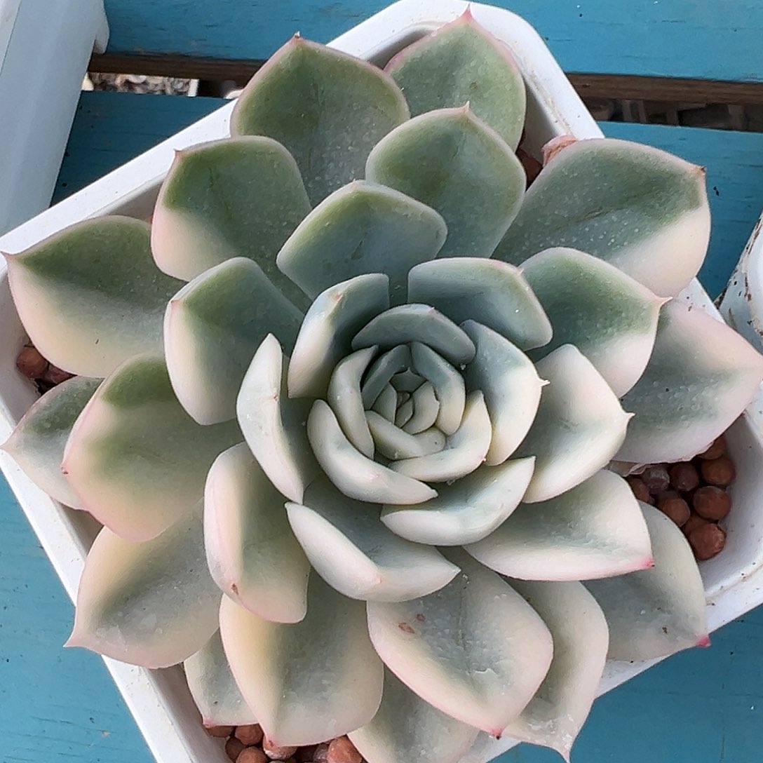 月亮仙子锦，多肉植物