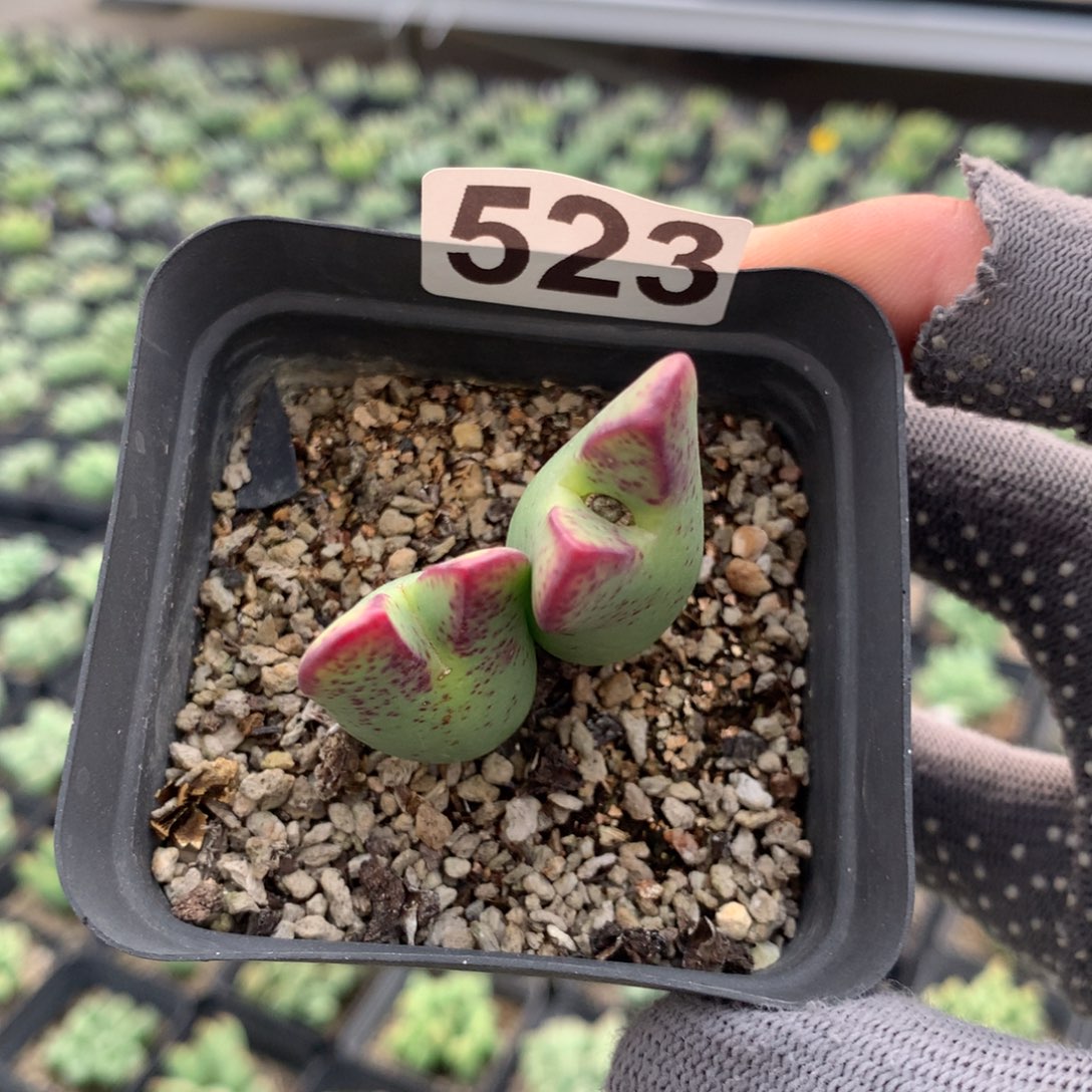 523少将母本一颗