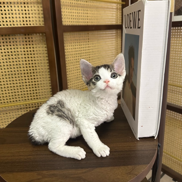 【FQ.Z德文卷毛猫】虎斑梵开脸妹妹 甜美，一针疫苗，生日7.5