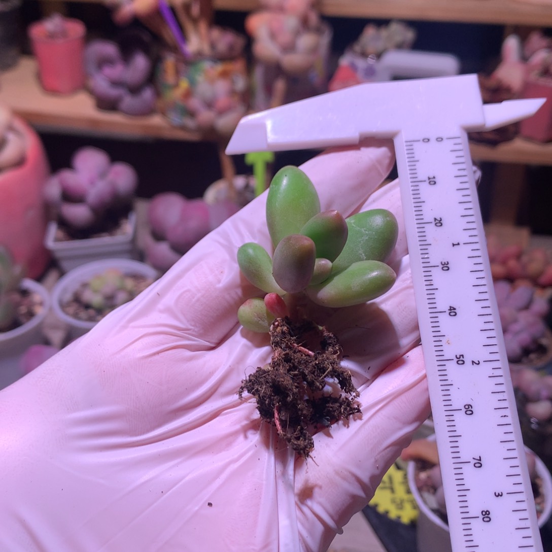 芒果奶酪多肉芒果奶。