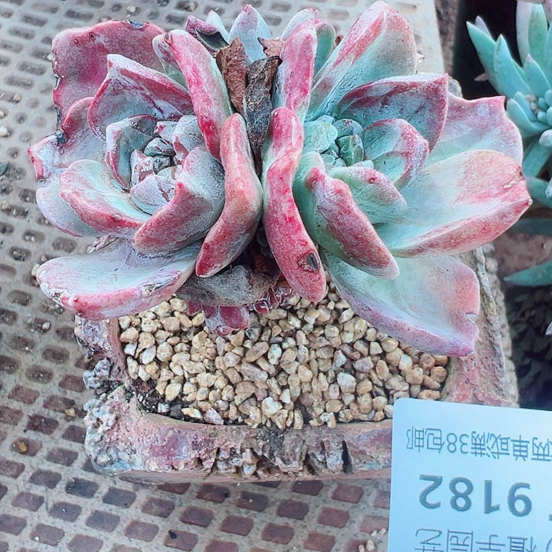 9182泡西弗洛拉苹果叶
