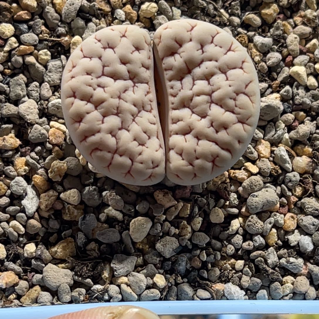 4439白底凹凸189尺寸3.1