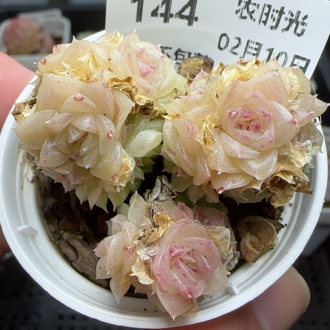 0210-144珠光麦秆