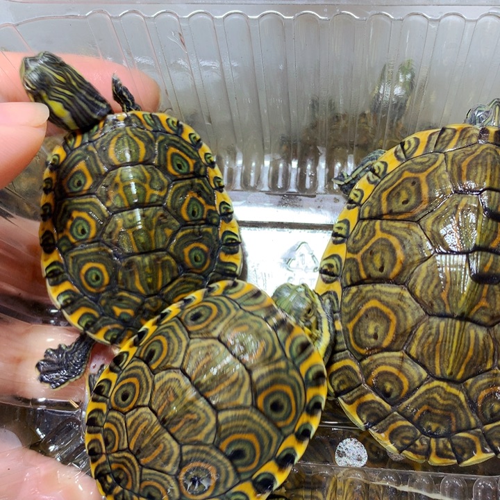 巴西彩龟不分公母3个大河