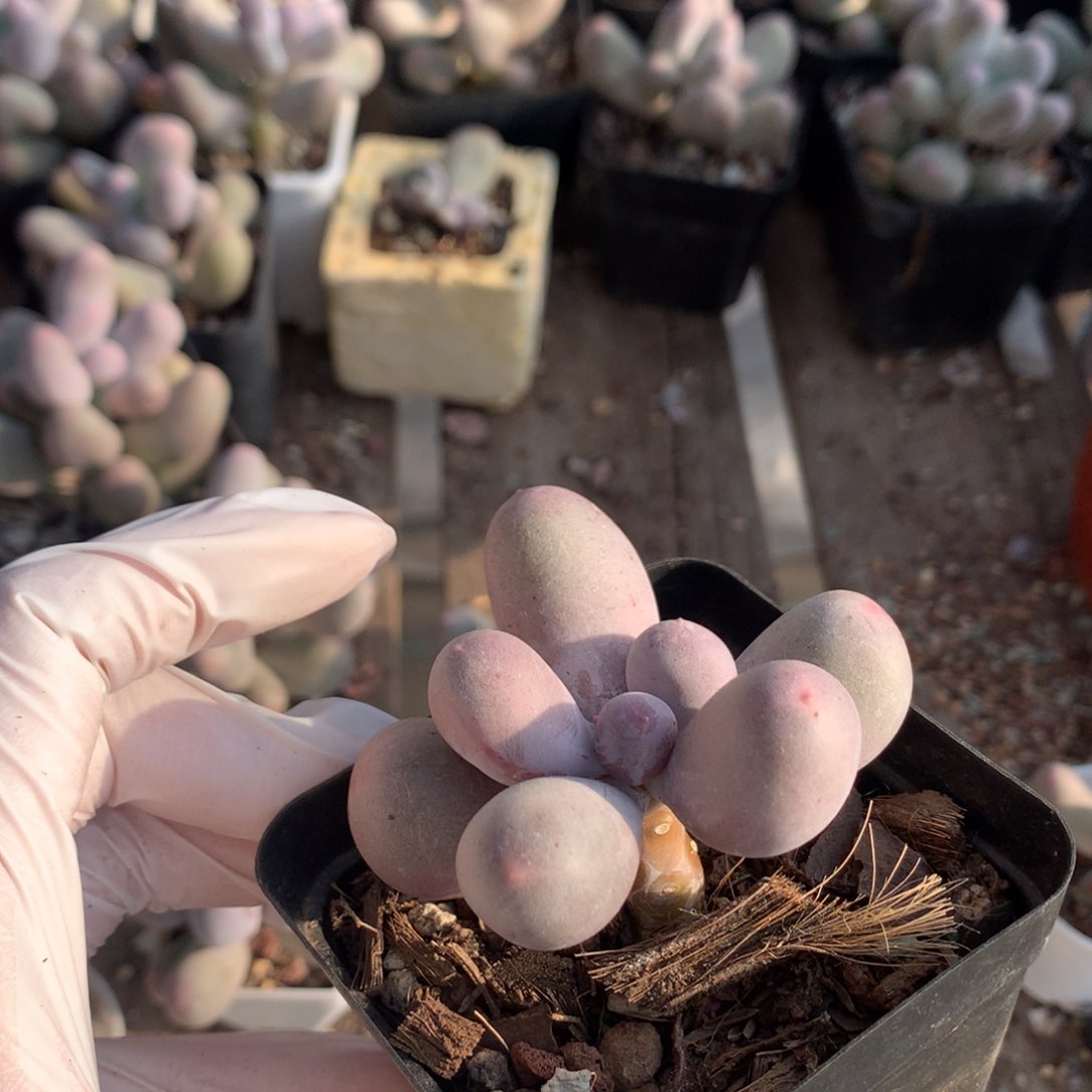 米可奶酪多肉米可奶