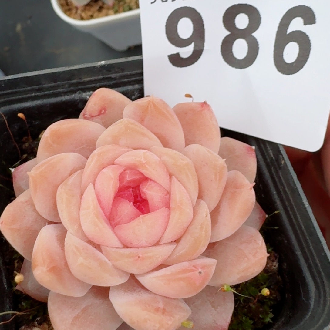 甜心         精品多肉