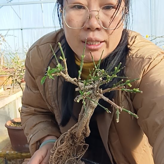 新***画完全开放三台迎春花