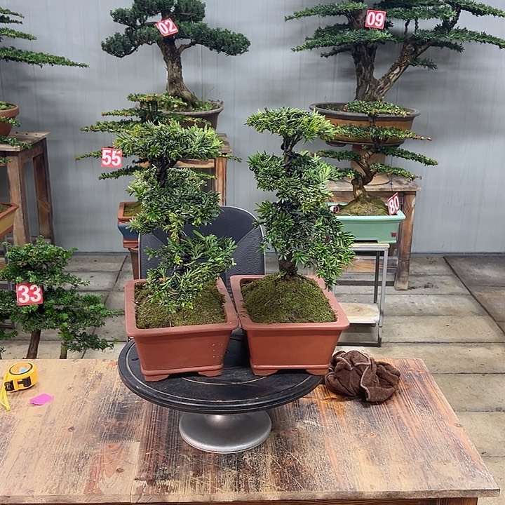无花朵一对米叶罗汉松