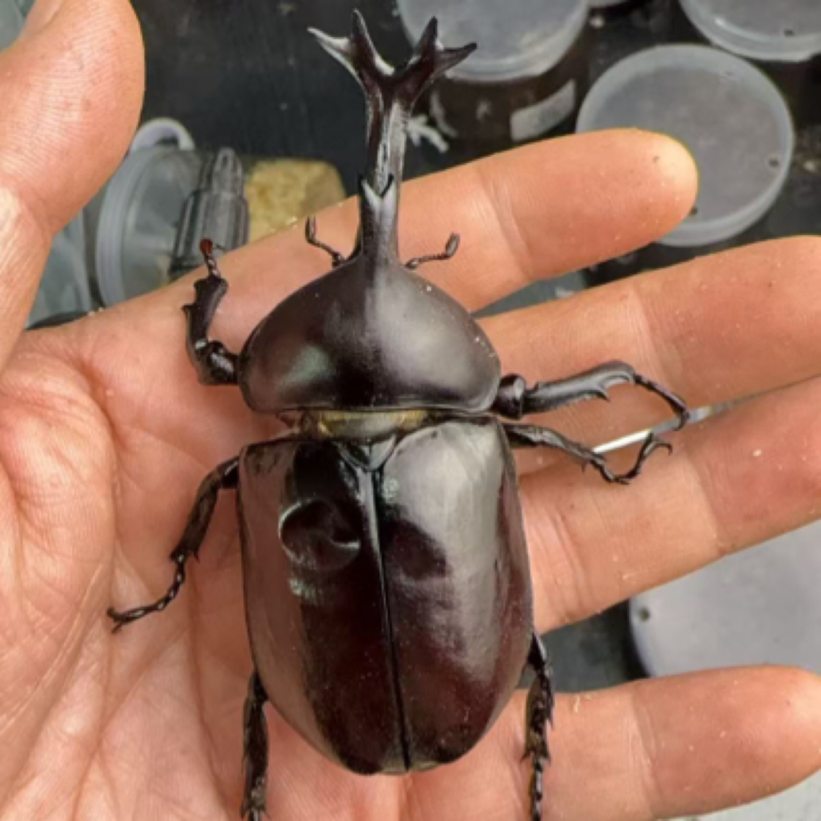 独角仙 卡布达成虫活体（6号）