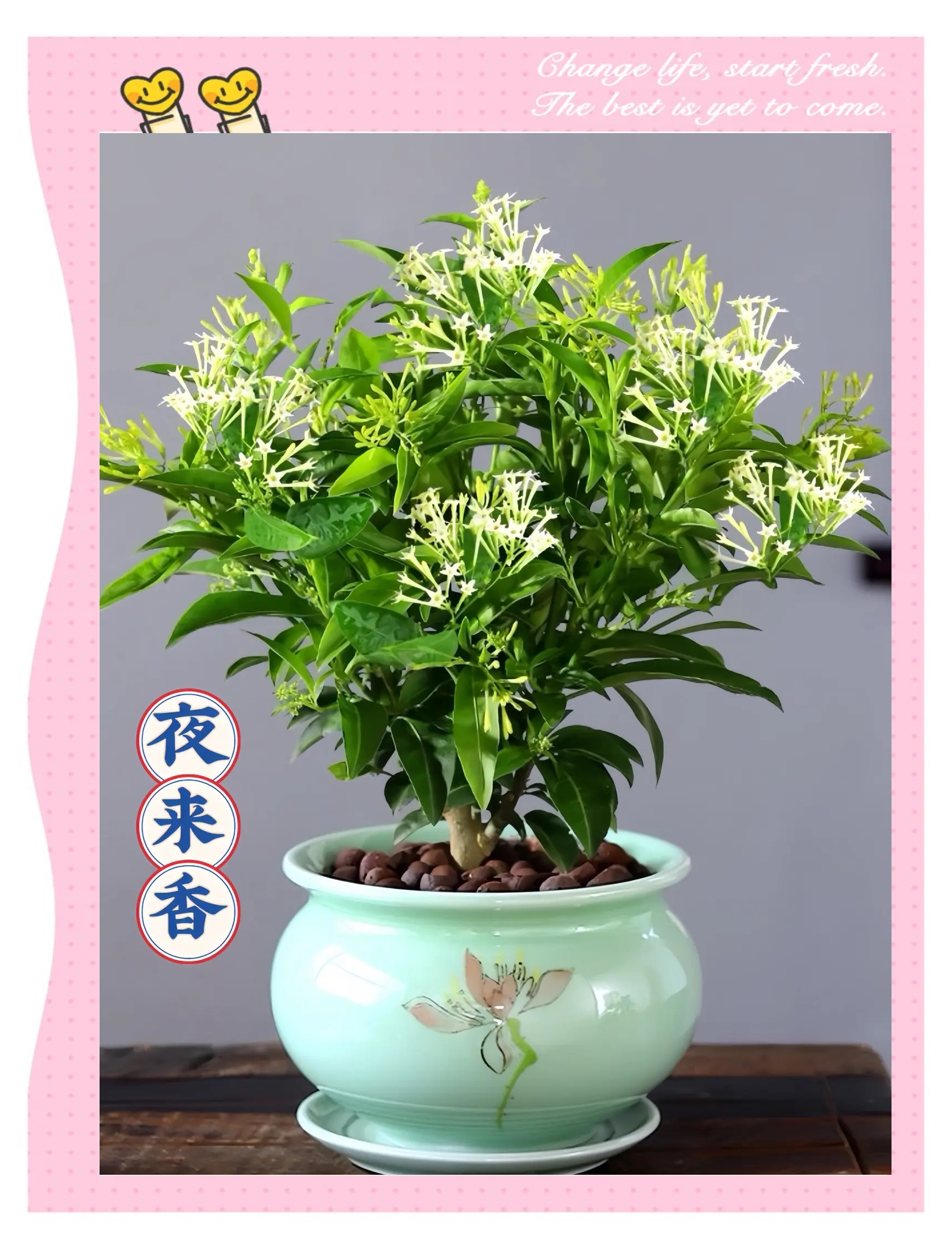 【老桩随机发】夜来香盆栽苗老桩室内外开花浓香驱蚊易活花卉绿植