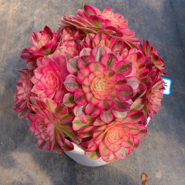 210倾城多肉法师