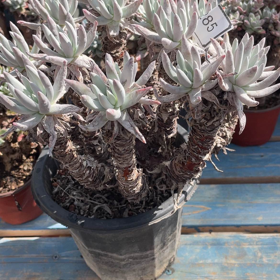 【闪购商品】奥罗拉老庄60285